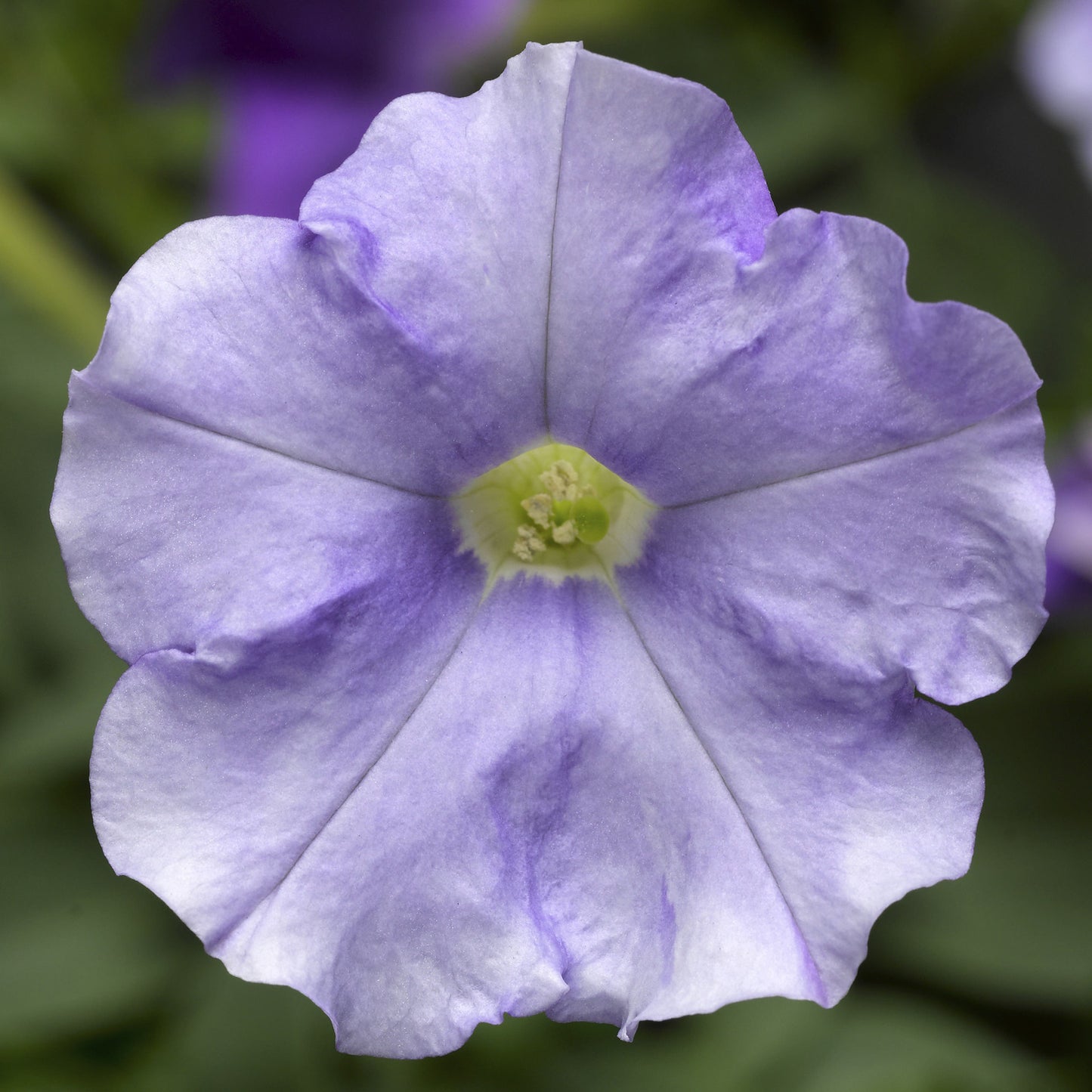 Trailing Petunia Seeds Petunia FlashForward Blue Sky Pelleted Seeds