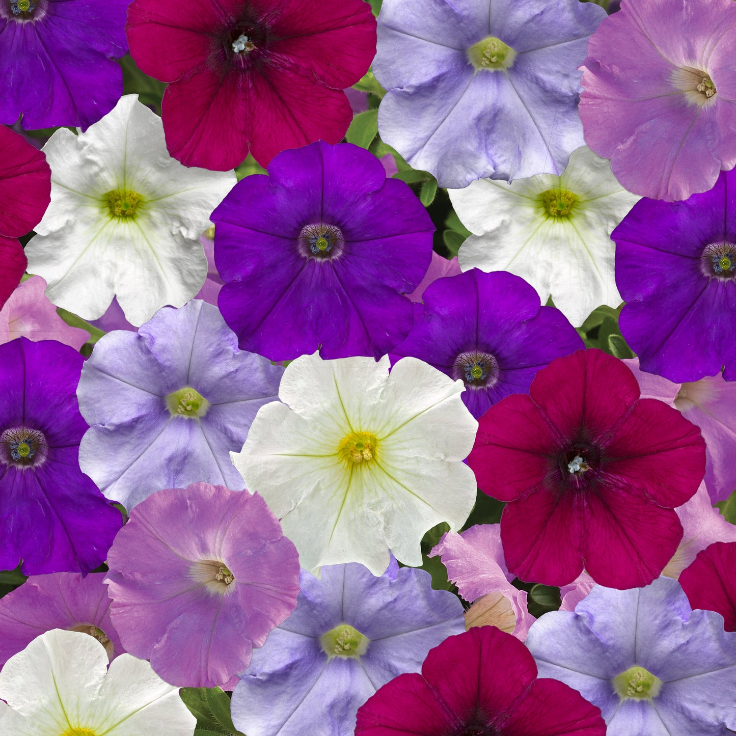 Trailing Petunia Seeds Petunia FlashForward Cool Waters Mix Pelleted Seeds