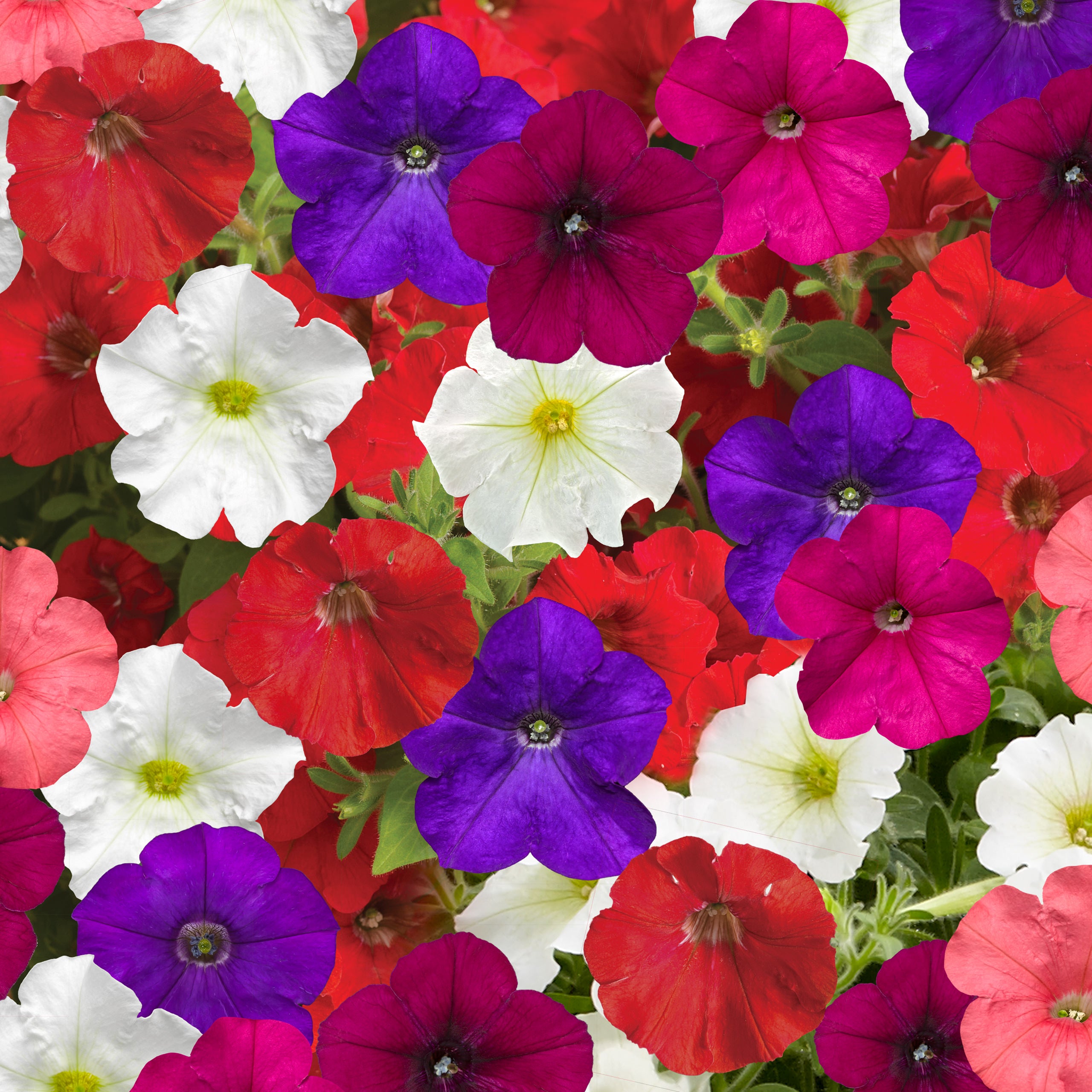 Trailing Petunia Seeds Petunia FlashForward Mix Pelleted Seeds – Buy ...