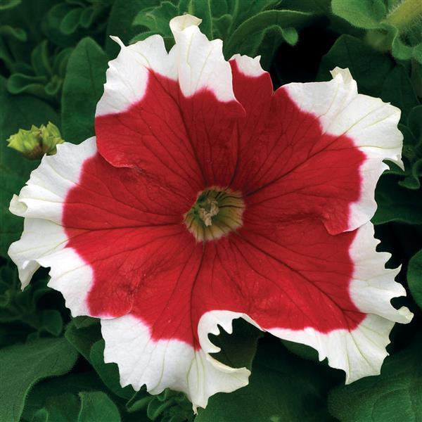 Upright Petunia Seeds Petunia Frost Fire 1,000 Pelleted Seeds
