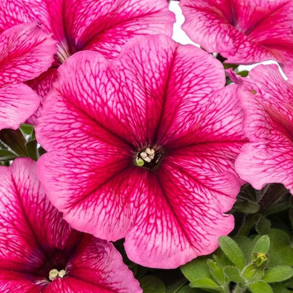 Upright Petunia Seeds Petunia Pretty Flora ™ Raspberry Vein Petunia 1 ...