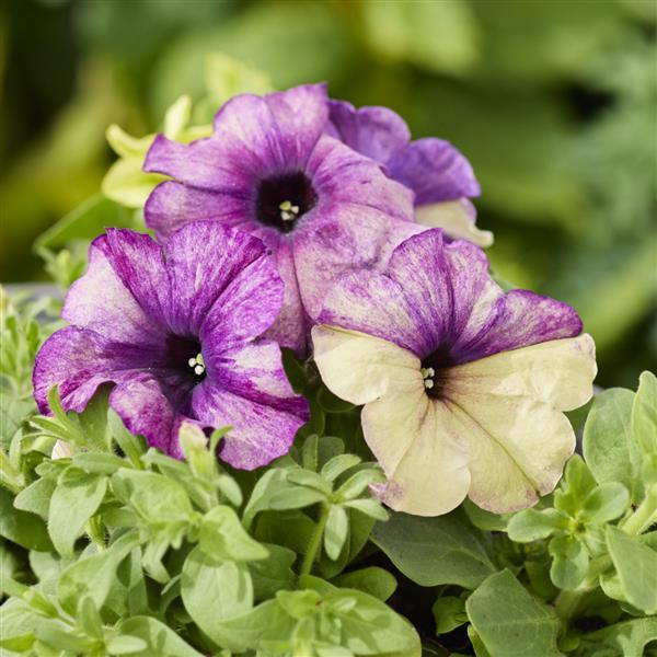 1,000 Pelleted Petunia Seeds Shake Blueberry Petunias