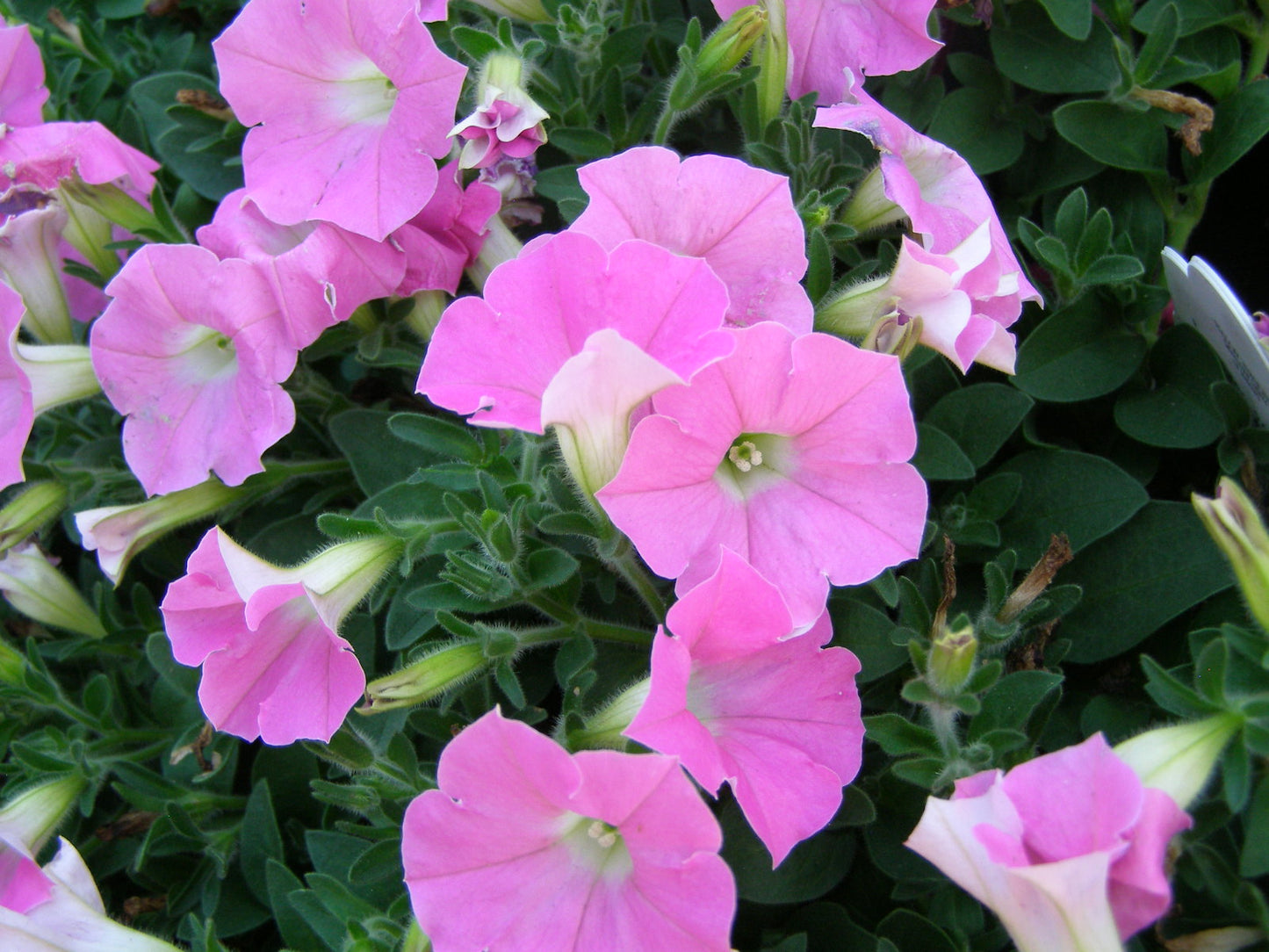 Trailing Petunia Seeds Petunia Shock Wave® Pink Shades Pelleted Seeds