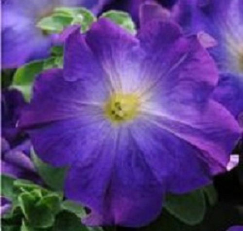 Upright Petunia Sophistica® Blue Morn Pelleted Petunia Seeds