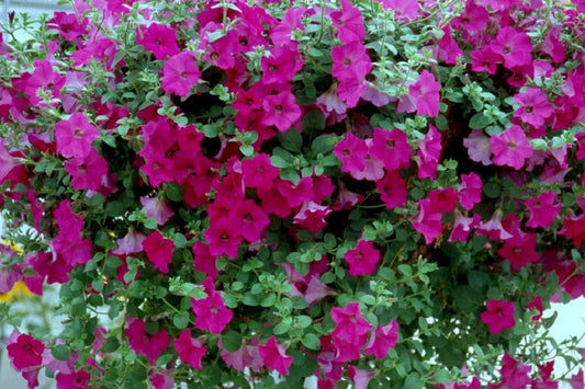 Trailing Petunia Seeds Tidal Wave® Purple Pelleted Seeds