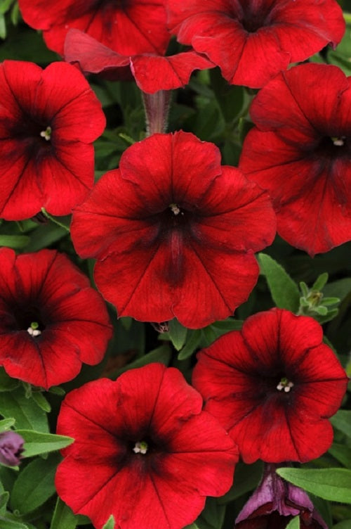 Trailing Petunia Seeds Tidal Wave® Red Velour Pelleted Seeds