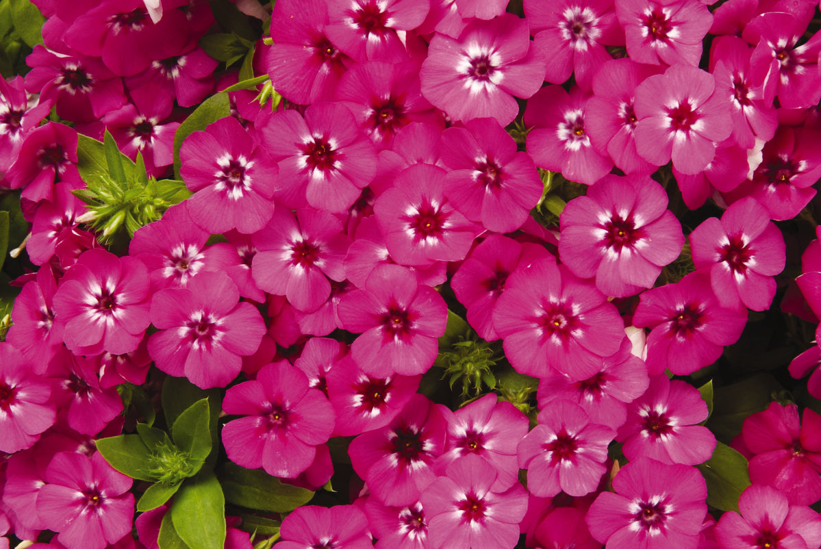 Phlox Seeds Phlox 21st Century Pink Flower Seeds