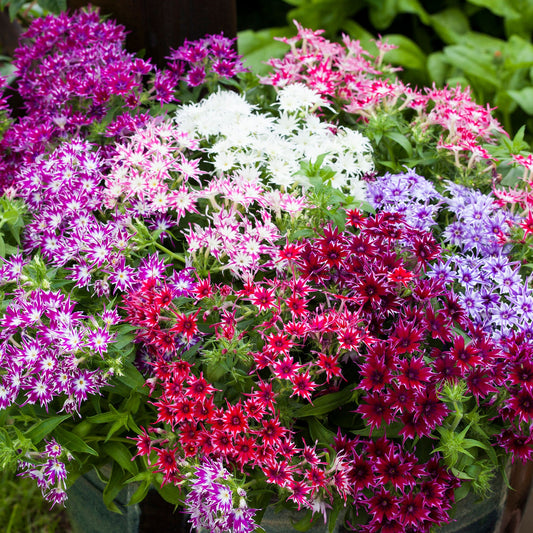 Popstar Phlox Mix Seeds Star-Shaped Blooms for Containers & Gardens