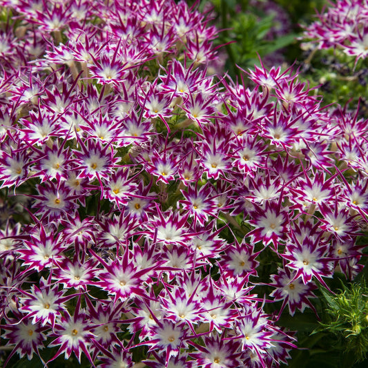 Popstar Phlox Purple Eye Seeds Star-Shaped Blooms for Containers & Gardens