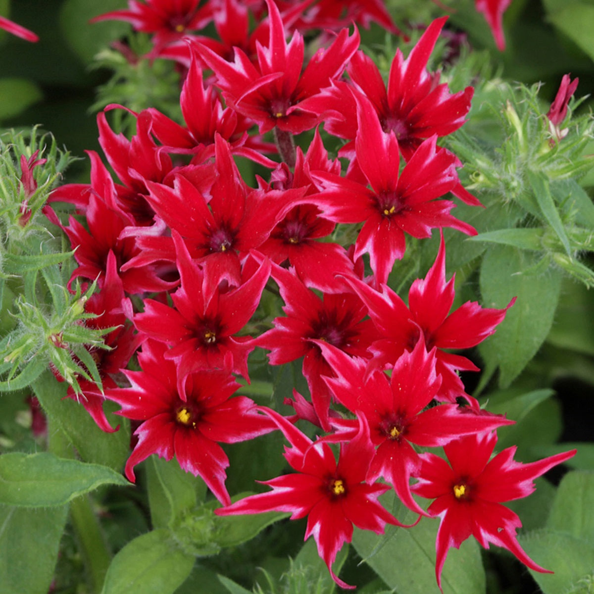 Popstar Phlox Red Seeds Star-Shaped Blooms for Containers & Gardens