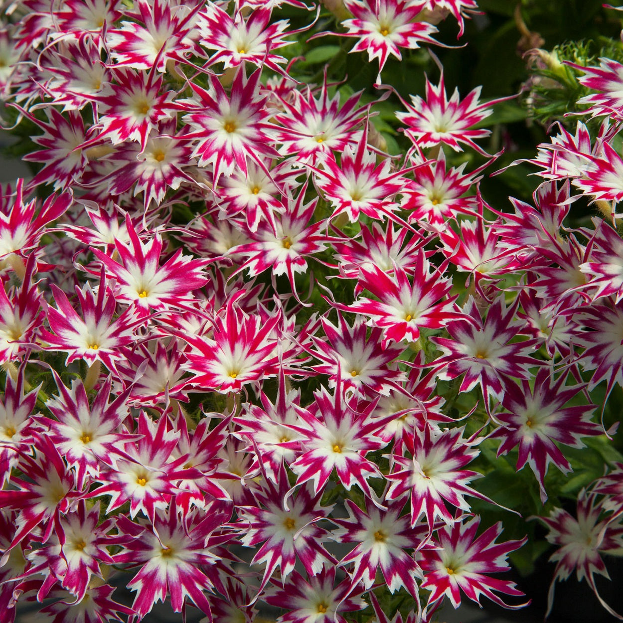 Popstar Phlox Rose Eye Seeds Star-Shaped Blooms for Containers & Gardens