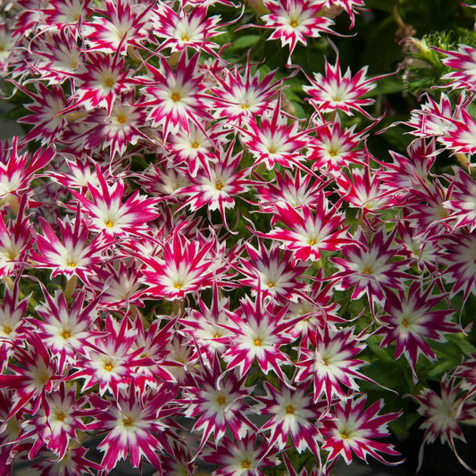 Popstar Phlox Rose Eye Seeds Star-Shaped Blooms for Containers & Gardens