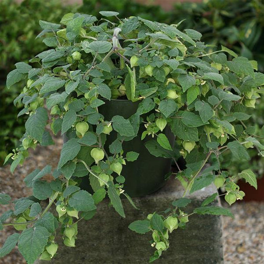 Physalis Seeds Little Lanterns Chinese Lantern Seeds