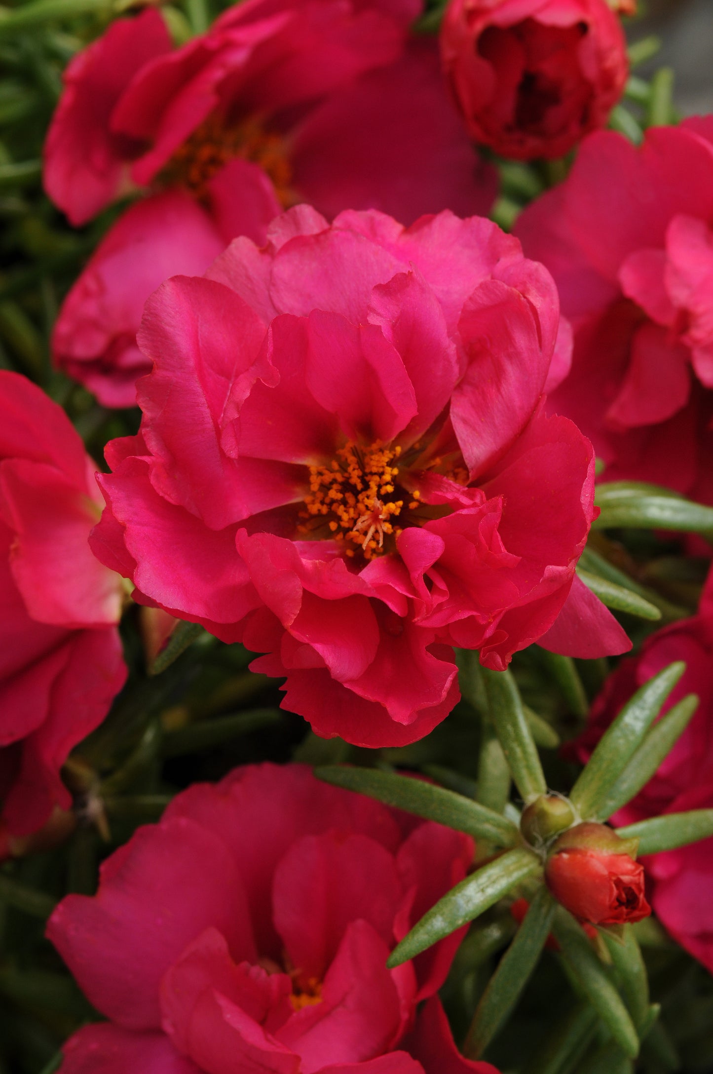 Portulaca Seeds Happy Hour™ Fuchsia 1,000 Multi Pelleted Seeds