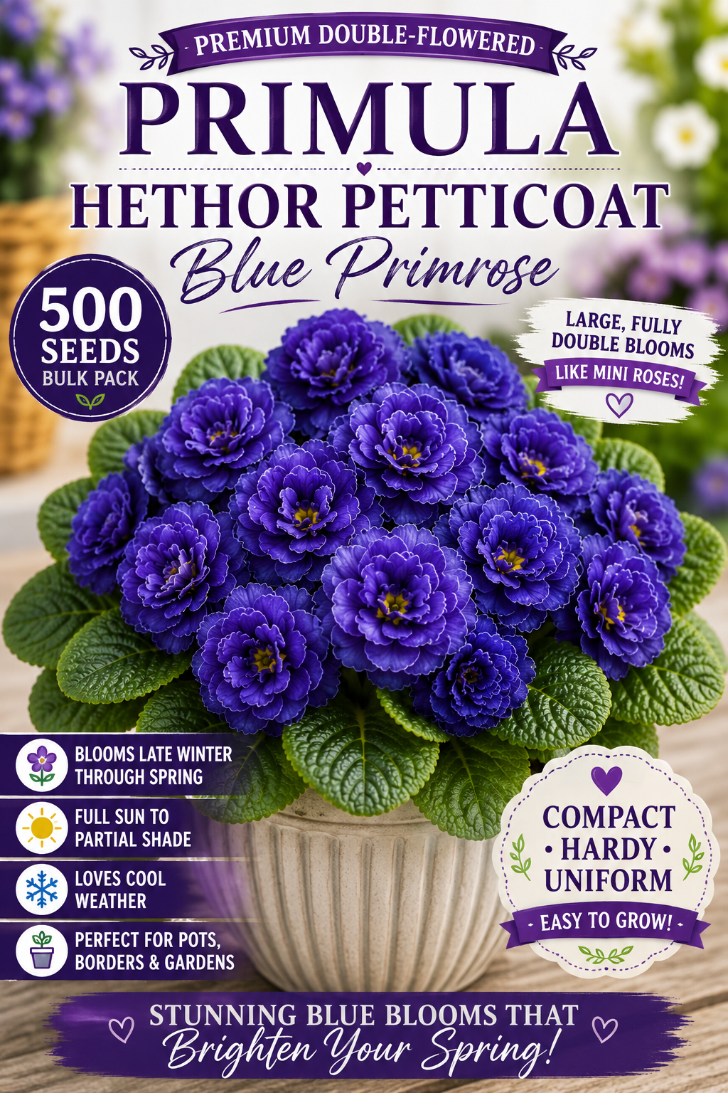 Primula Hethor Petticoat Blue Primrose Flower Seeds 500 Bulk Seeds