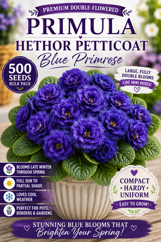 Primula Hethor Petticoat Blue Primrose Flower Seeds 500 Bulk Seeds
