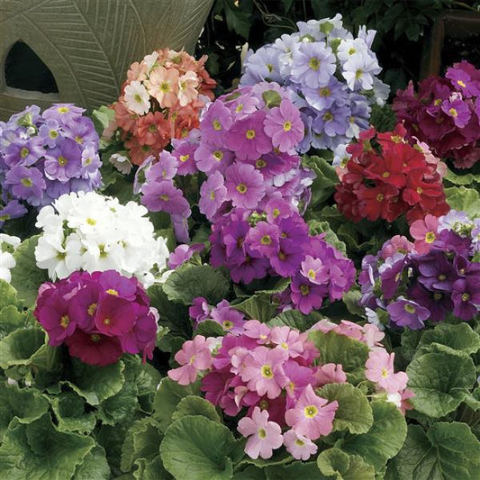 Primula Seeds Libre Mix 1,000 Primrose Seeds