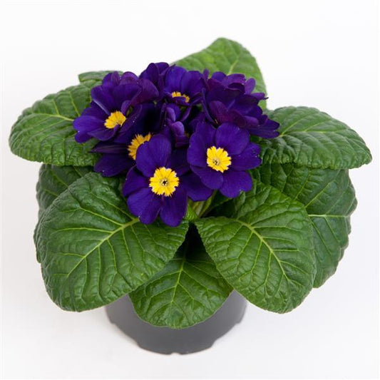 Primula Seeds Primula Danessa Blue 1,000 Primrose Seeds
