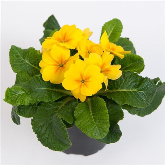 Primula Seeds Primula Danessa Golden Shades 1,000 Primrose Seeds