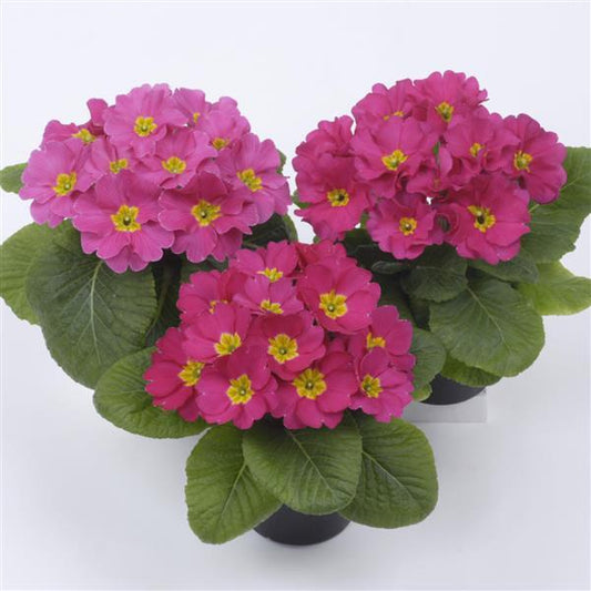 Primula Seeds Primula Danessa Pink Shades 1,000 Primrose Seeds