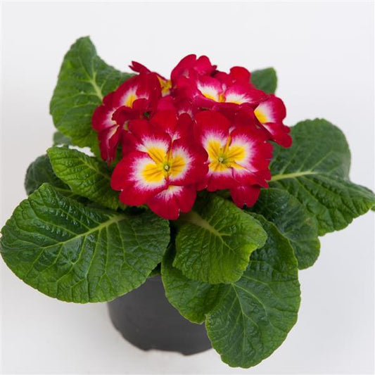 Primula Seeds Primula Danessa Rose Bicolor 1,000 Primrose Seeds