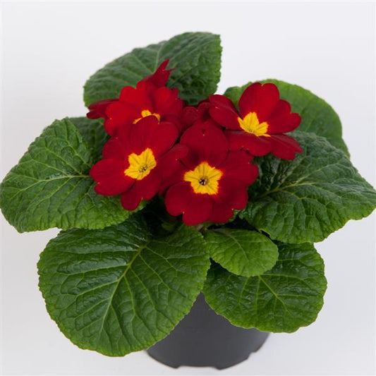 Primula Seeds Primula Danessa Scarlet 1,000 Primrose Seeds
