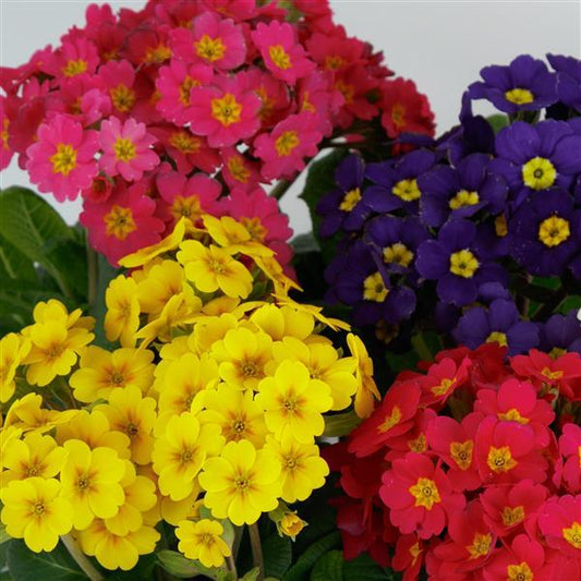 Primula Seeds Lighthouse Mix Primrose Seeds