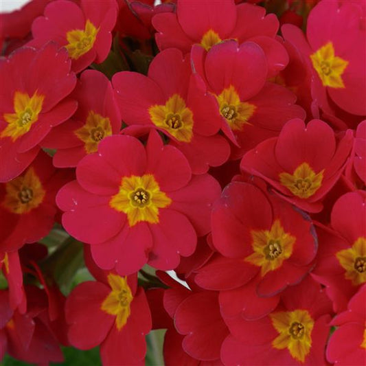 Primula Seeds Lighthouse Rose Primrose Seeds