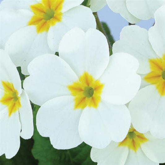 Primula Seeds Lighthouse White Primrose Seeds