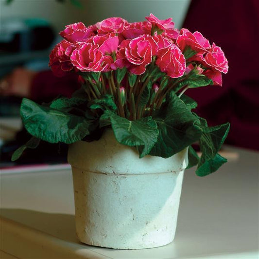 Primula Seeds Primula Primlet® Rose Edge Primrose Seeds