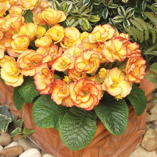 Primula Seeds Primula Primlet® Sunrise Primrose Seeds