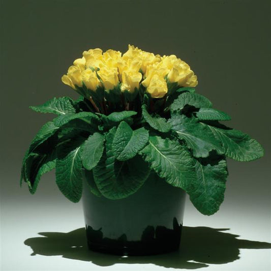 Primula Seeds Primula Primlet® Yellow Primrose Seeds