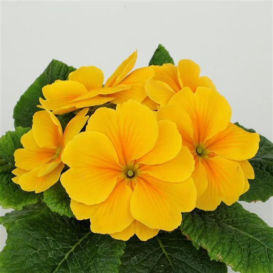Primula Seeds Primula Princessa Golden Primrose Seeds