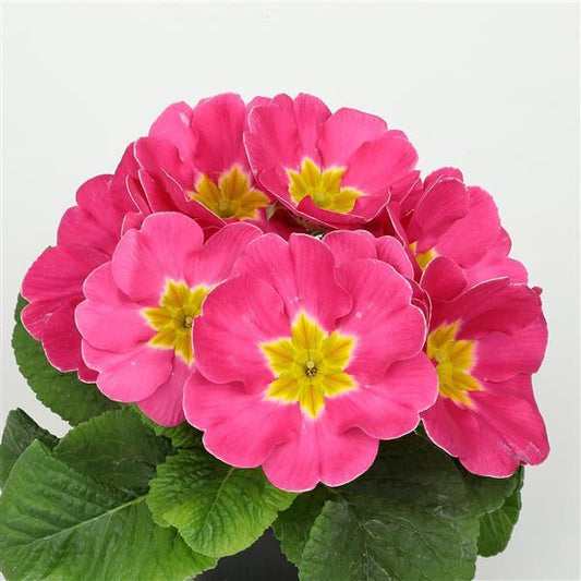 Primula Seeds Primula Princessa Pink Primrose Seeds
