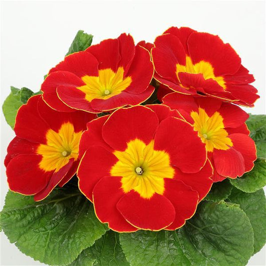Primula Seeds Primula Princessa Scarlet Primrose Seeds