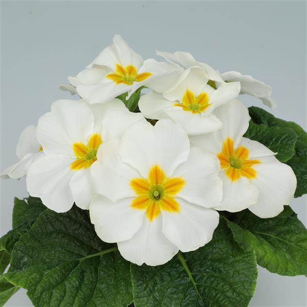 Princess Primula Primula Seeds Primula Princessa White Primrose Seeds – Buy Bulk Seeds