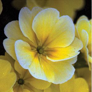 Primula Seeds Primula Supernova Cream 1,000 Primrose Seeds
