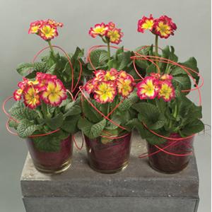 Primula Seeds Primula Supernova Fire 1,000 Primrose Seeds