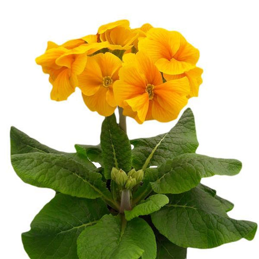 Primula Seeds Primula Supernova Orange 1,000 Primrose Seeds