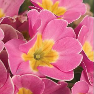 Primula Seeds Primula Supernova Pink 1,000 Primrose Seeds