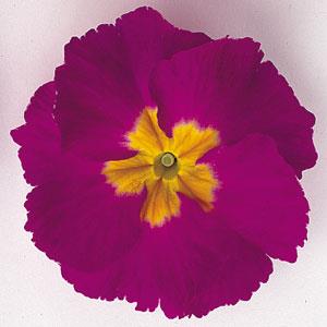 Primula Seeds Primula Supernova Purple Bicolor 1,000 Primrose Seeds