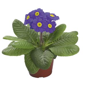 Primula Seeds Primula Supernova Sky Blue 1,000 Primrose Seeds