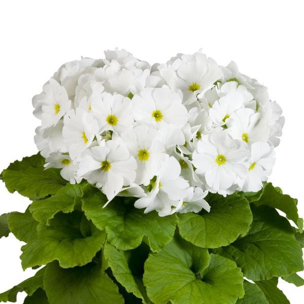 Primula Seeds Primula Touch Me Large White 1,000 Primrose Seeds
