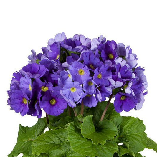 Primula Seeds Primula Touch Me Midi Dark Blue 1,000 Primrose Seeds