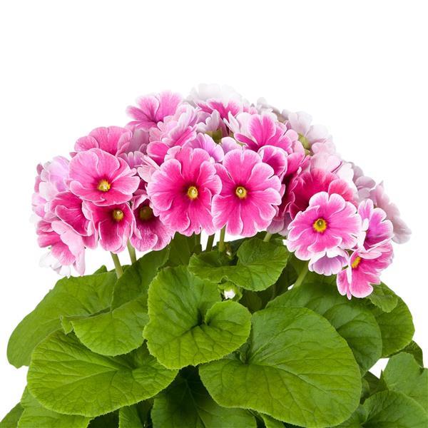 Primula Seeds Primula Touch Me Midi Red White 1,000 Primrose Seeds