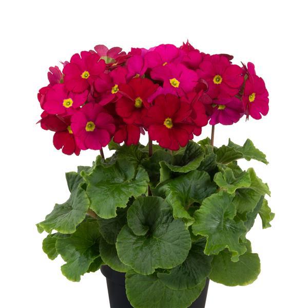 Primula Seeds Primula Touch Me Midi Wine Red 1,000 Primrose Seeds
