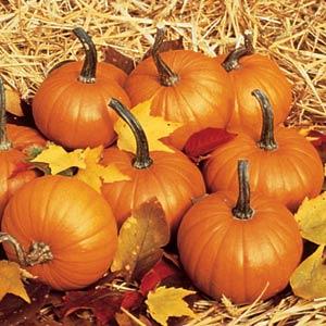 1,000 Pumpkin Seeds Baby Bear Vegetable Seeds