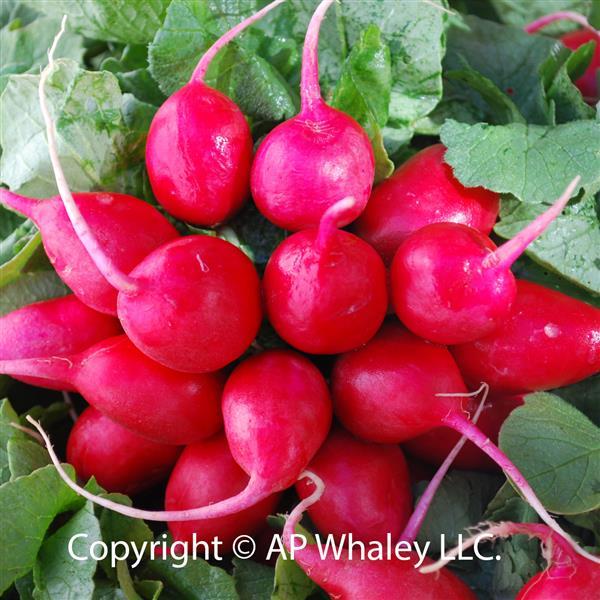 Radish Seeds Early Scarlet Globe Vegetable Seeds