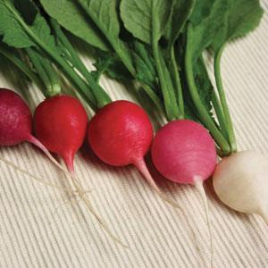 Radish Seeds Easter Egg II Vegetable Seeds
