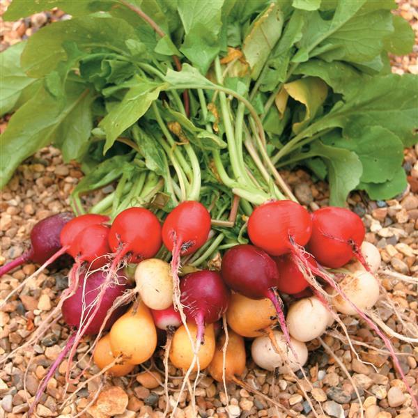Radish Seeds Radish Rainbow Mix II Vegetable Seeds